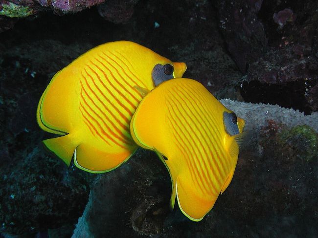 これも紅海の固有種です<br />鮮やかなイエローが印象的です<br />ゴールデンバタフライフィッシュ