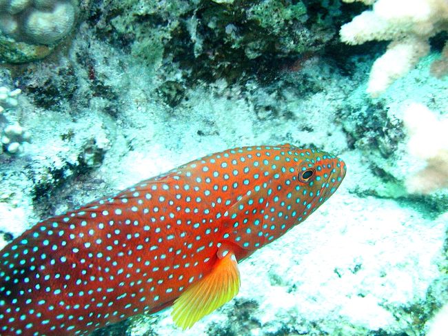 バラハタとロービンググルーパーは大型で色鮮やかで目を引きます<br />