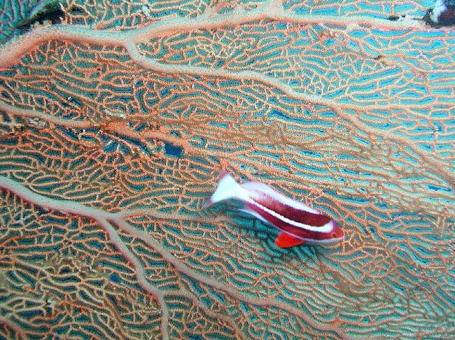 ハナダイの中にはストライプトアンティアスと呼ばれるこの<br />固有種もがんばってます