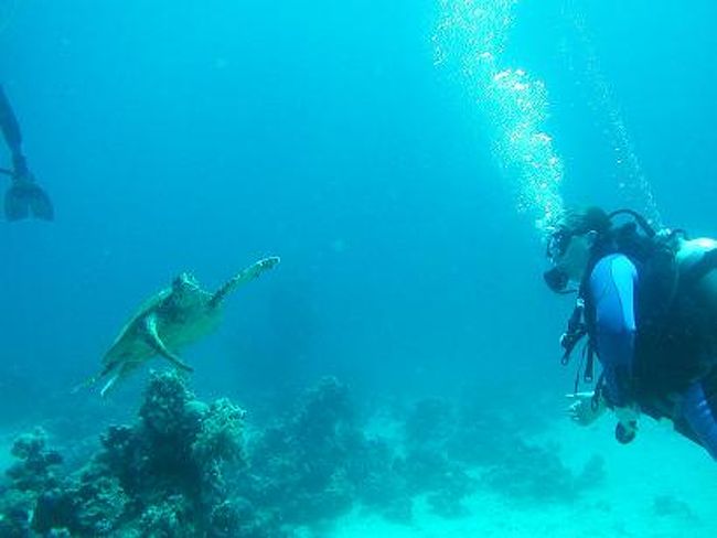 アオウミガメもよく出会いました