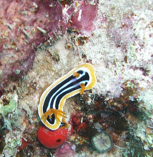 ラムアムシッドで見かけました<br /><br />ウミウシ類はこの水温ならもっといる気がしてましたが<br />あまり見かけませんでした