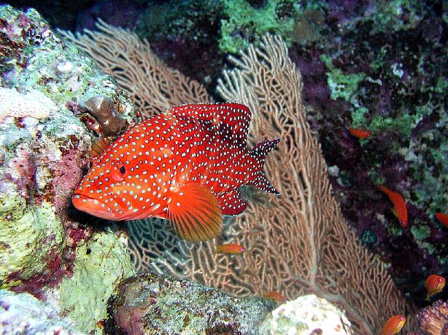 ブルーに映える色はイエローやこのレッド