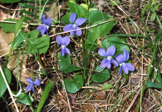 花々の咲き乱れるプリンスエドワード島』プリンスエドワード島(カナダ