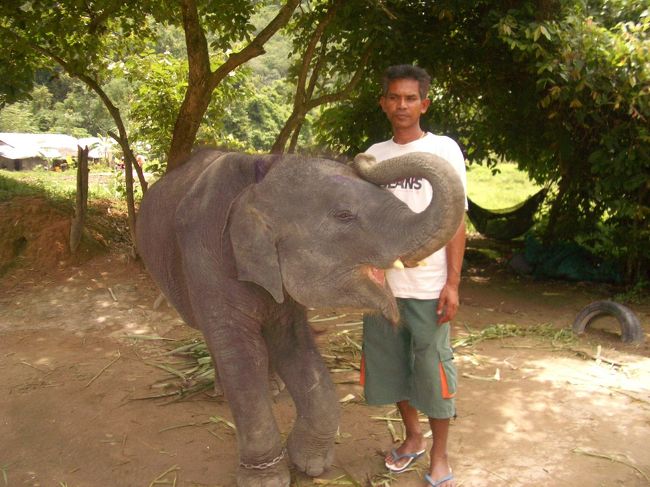 小象☆２歳半の男の子らしいです。