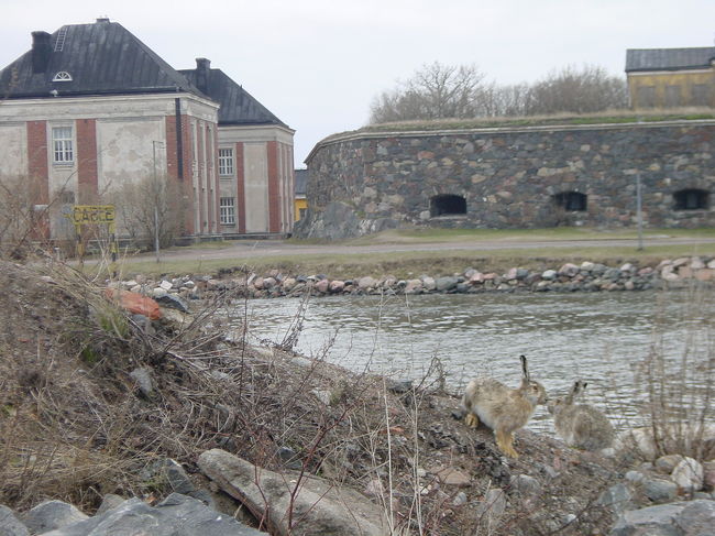 スオメリンナ島を１周して船の方に向かう途中、遠くに何か大きな動物が動くのが見えました。<br />犬？キツネ？近づいてみると。。。ウサギでした<br />わたしの知っているウサギよりかなり大きく感じました。<br />それに野生なのかたくましく見えます（笑）<br />