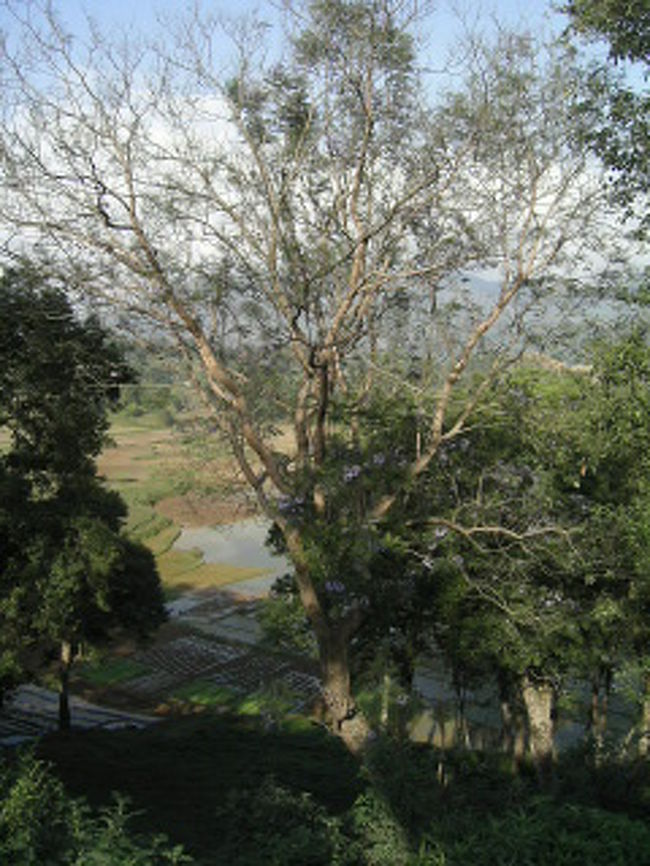 5日後、Thechoに戻る。