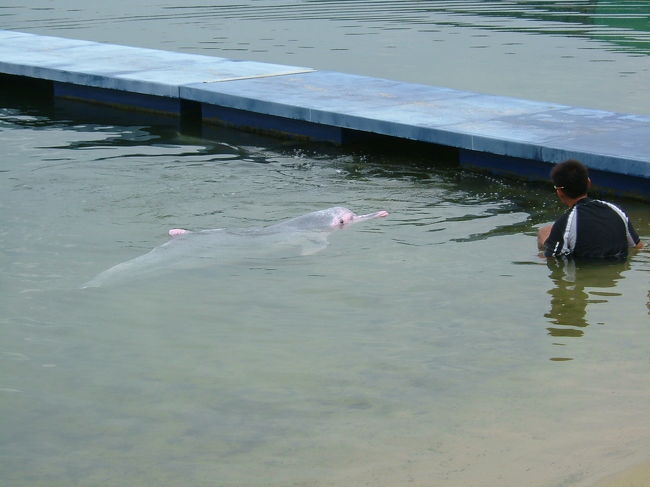 ピンクドルフィン。<br />なぜか痛々しく見えてしまうのは自分だけか？？