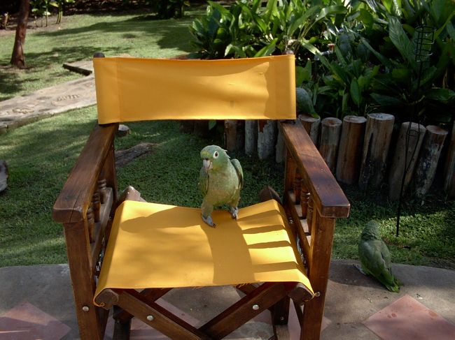 ホテル内にはカラフルな鳥が捕獲されている。