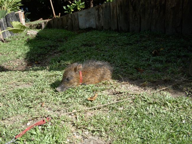 なぜかウリ坊も