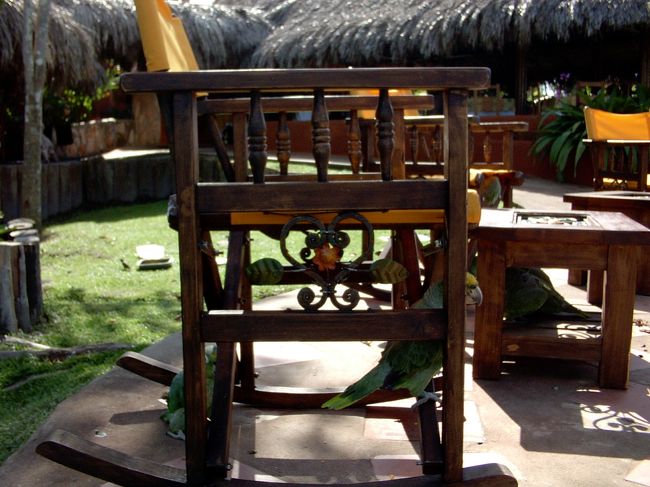 日差しが強いので鳥達も日影へ？