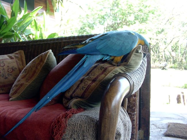 ソファーにも　とり