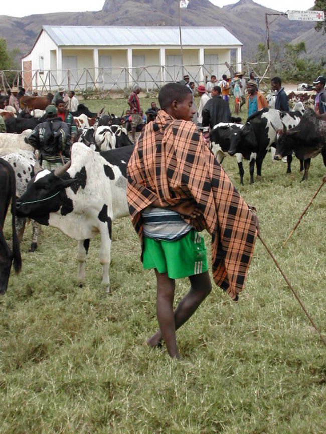 市には、伝統的な衣装に身を包んだ男性が牛を売りにきていた。牛は大切な財産で、結婚の際の結納の品にもなる。