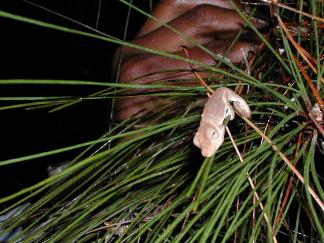 ナイトサファリで見つけた世界最小カメレオン（らしいです）。フラッシュがまぶしかったかな？