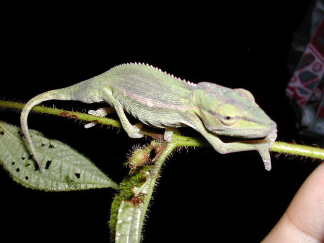 まだいます。このコは木の枝からボトッて落ちちゃいました。でも元気に森に帰っていったから大丈夫。