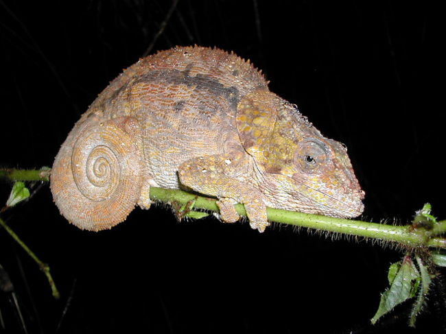 もうひとつカメレオンくん発見。しっぽの渦がカメレオンらしいな〜。
