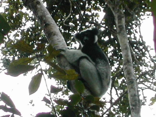これがインドリです。ラッキーなことに1日1回、20分もの長きにわたるトイレタイムにも遭遇しました。「ホーイホーイ」という独特の鳴き声で、私たちの頭上を、このテリトリー唯一のファミリーが枝から枝へと移動していきました。