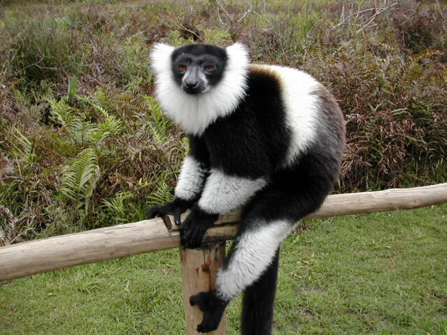 こちらはモンキーファームのエリマキキツネザルですが、飼育されてるだけあって、ひとなつっこいです。触っても大丈夫。