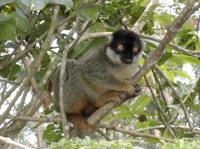 同じくモンキーファームのブラウンキツネザル。ベレンティにもいたのだけど、ちょこまかと動いてなかなか写真に撮れなかったの。こんなところで会えるとはね。