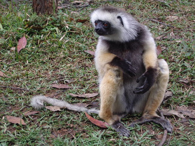 同じくモンキーファームのダイアディマシファカというレムールの1種。メスだけどここには彼女1匹。しかものんびりやさんでバナナをあげてもすぐにブラウンキツネザルに取られてしまいます。