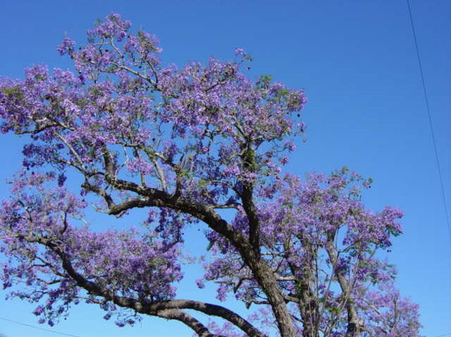 ジャカランダの花見 その他の都市 オーストラリア の旅行記 ブログ By Hn11さん フォートラベル
