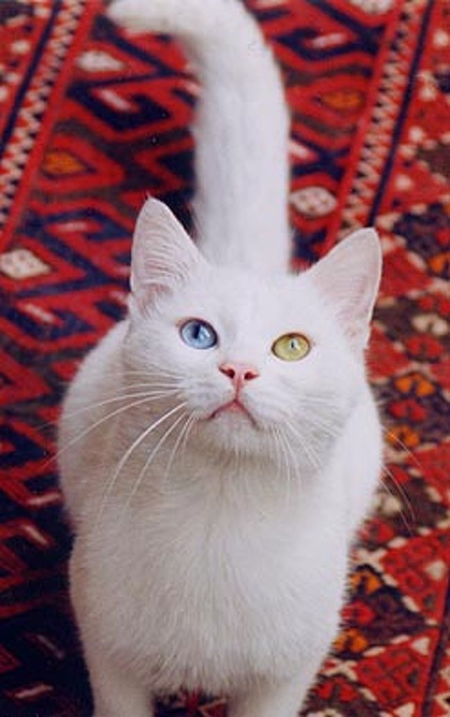 お友達のおみやげ屋さんの<br />ワン猫、ブッシュ君。<br />モニカとブッシュに会えるお店は<br />http://tabiatama.cool.ne.jp/turk/vancats.htm<br />↑に載せています。<br />が、他の猫になっているかも。<br />でもワン猫はいます＾＾