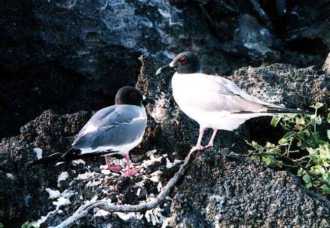 ガラパゴス諸島(ヘノベサ(タワー)島)編』ガラパゴス ガラパゴス諸島(ヘノベサ(タワー)島)編』ガラパゴス