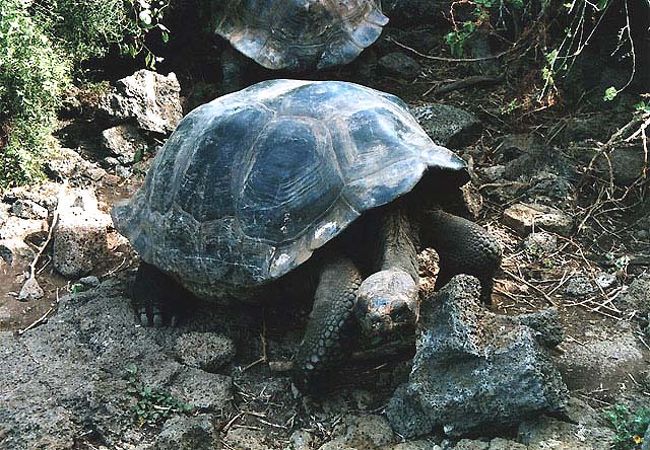 ガラパゴス諸島(サンタ・クルス島)編』ガラパゴス(エクアドル ガラパゴス諸島(サンタ・クルス島)編』ガラパゴス(エクアドル