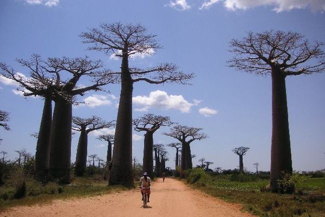 Morondava: バオバブ街道