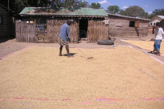 脱穀？っていうんでしたっけ。