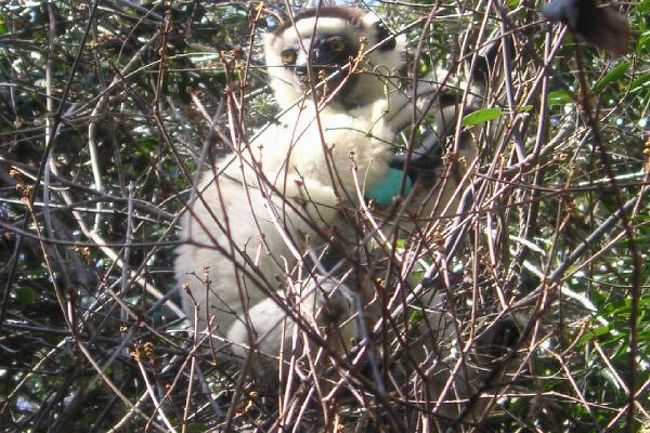 Kirindy保護区で見たシファカSifaka。木から木へ移るばかりで噂の横跳びは見られなかった。他には、BlackLemur, Chameleon, Iguana,数種の鳥類、見たこともない変わった昆虫に遭遇。