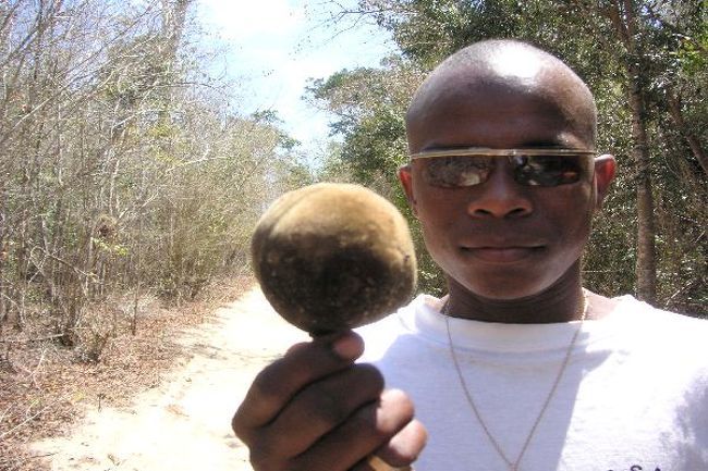 バオバブの実：雨季はジュースにしたりするそうだ。
