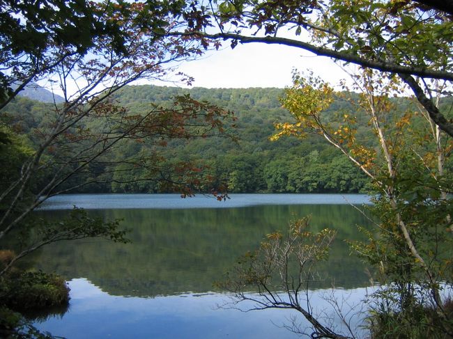 ２日目以降は奥入瀬に宿泊する予定。<br />途中参加する父を迎えに行くまでにすこし時間があったので、蔦温泉のそばの「蔦七沼めぐりコース」なるものを歩いてみることにしました。<br /><br />ここは１つ目の沼の蔦沼。<br />ここまでは車イスでも行けるようにきれいに舗装してありました。<br />途中、栗の木があり、栗拾いに熱中。<br />食べ物をとるのはむしょうに楽しい。