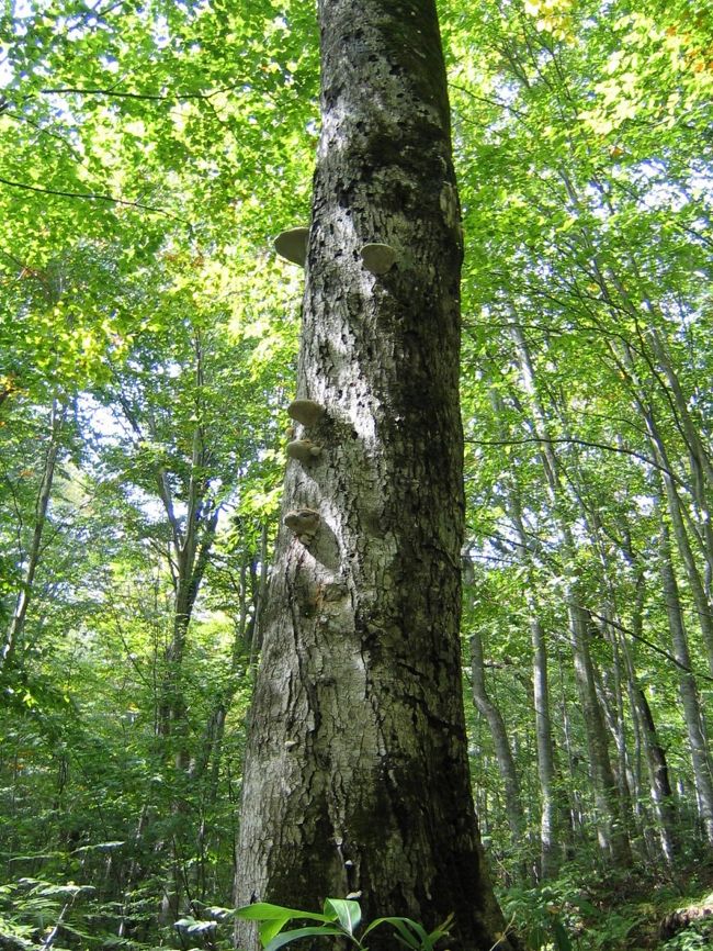 サルノコシカケを発見！<br />初めて見たので感動して１枚<br /><br />サルノコシカケは薬にもなるそうです。<br />不思議な手触りでした