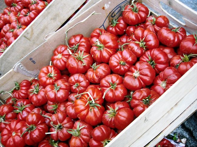 色鮮やかなシチリア産のトマト