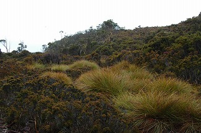 花と緑を訪ねて 早春のタスマニア メルボルン８日間 タスマニア州 オーストラリア の旅行記 ブログ By Terukoさん フォートラベル