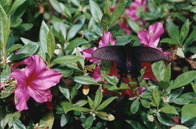赤いつつじと黒アゲハ