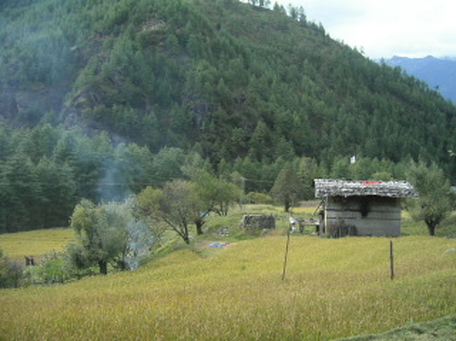 屋根の上にも。