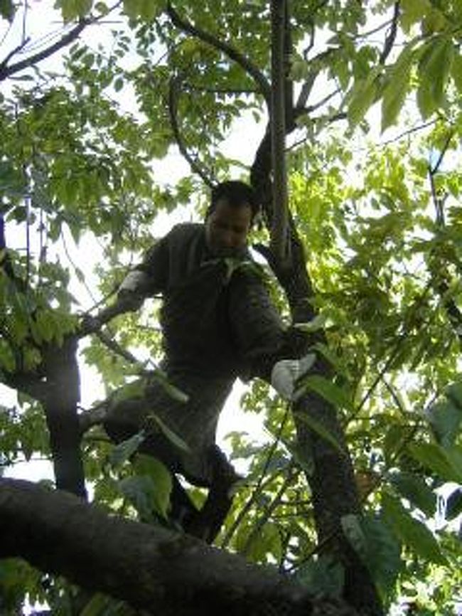 実を取るため、木登り中。