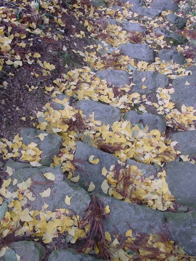 参道から小さな遊歩道が伸びていました。<br />