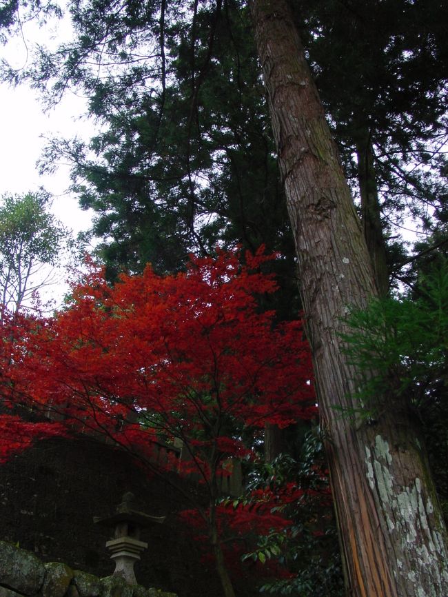 丸く擦りむいているような木肌はモモンガの足跡だそうです。この辺りにモモンガがいるんですね。<br />この周辺にはサルや狸、ハクビシン、いのししなどが出てくるそうです。<br />狸は私も見たことありますよ。