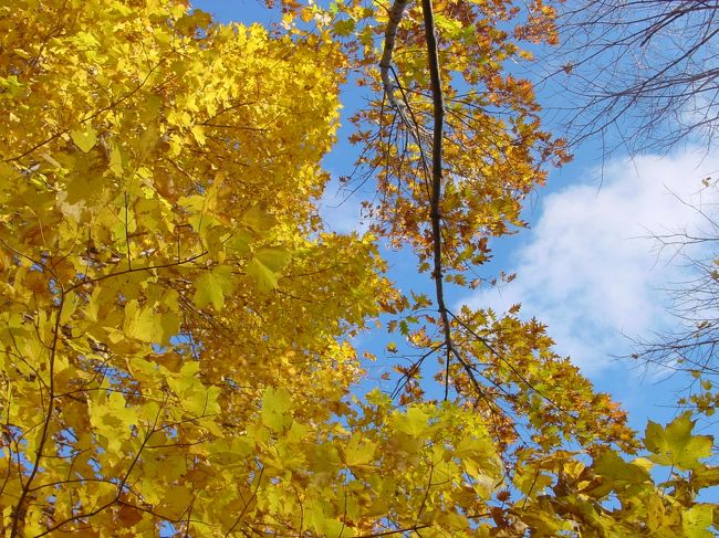ナイアガラ・オンザレイクの街並みにはところどころまだ黄色い紅葉が残っていました。街角でメープルリーフを拾いました。メイプルリーフと言っても、いろいろな種類の落ち葉がありました。ブックマークにしよう・・・