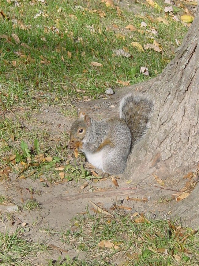 リス君が木の実を口いっぱいに入れていました。これを頬張ると言うのですね。<br />日本にもこんな風に街角に自然にいるといいのですが・・・何故いないのでしょうか？誰か教えてくれませんか？