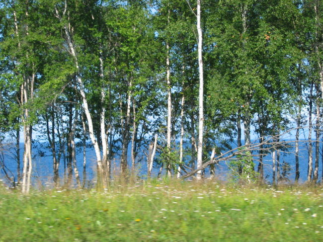 白樺の奥はバイカル湖。<br />海のようにでかい湖だった。