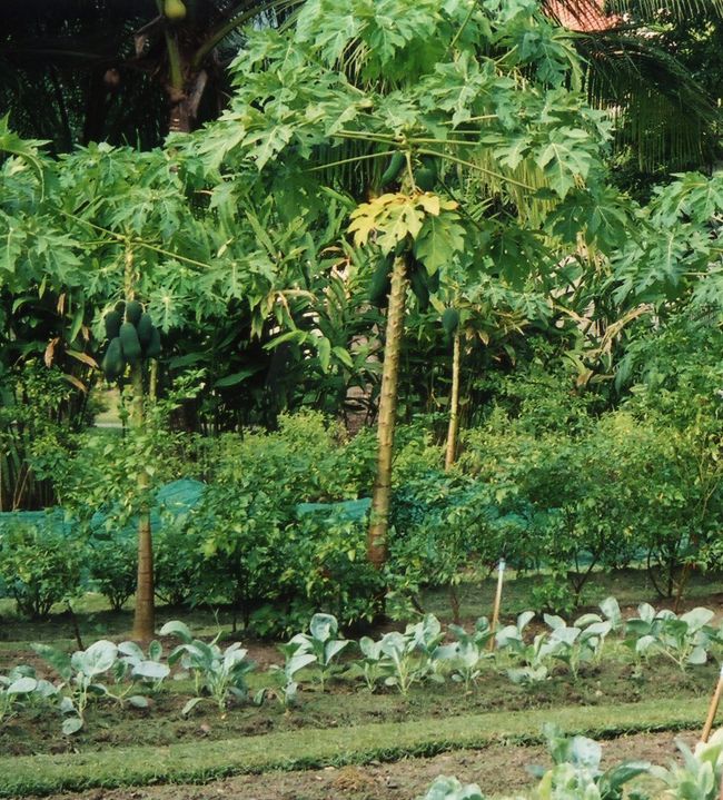 スパの近くに野菜畑がありました。豆などが植えてあります。レストランで使うのかな？