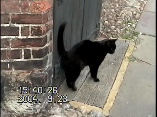 ということで、ライに着いてまず迎えてくれたのが、有名なマーメイド・イン（イギリスで一番古い宿泊所？）の前の、この黒猫。<br />最初の写真のように、手を出して呼んだら近寄ってきてくれた。おぉっ、感激！<br /><br />