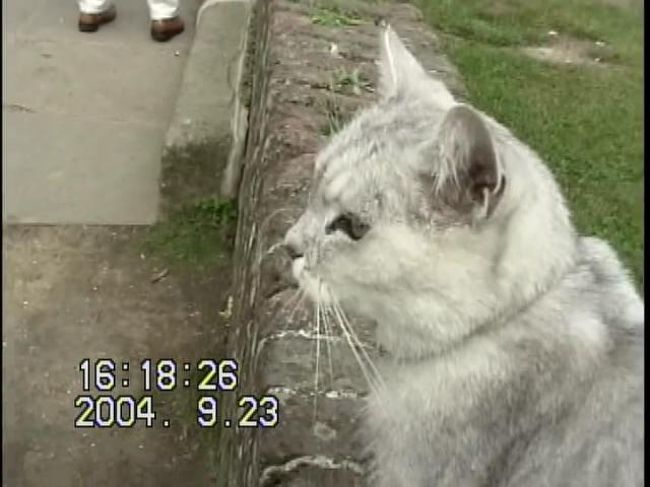 臭いをつけられながら撮った、ビデオ映像。<br /><br />