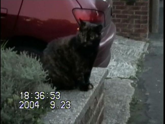 車の陰にも黒猫。<br /><br />