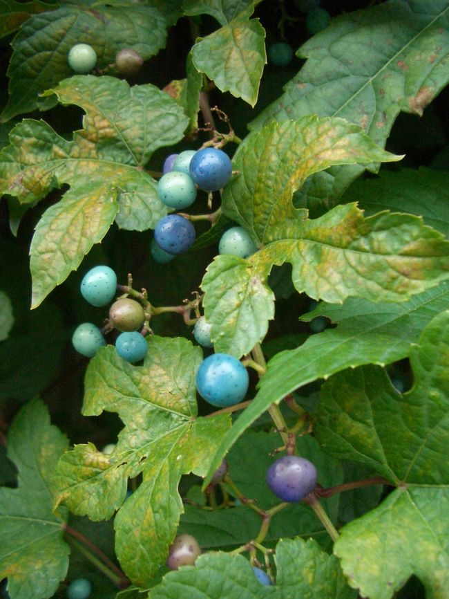 陶器のような不思議な実。<br /><br />これを食べて、猫が人間に化けてるのかな。<br /><br />