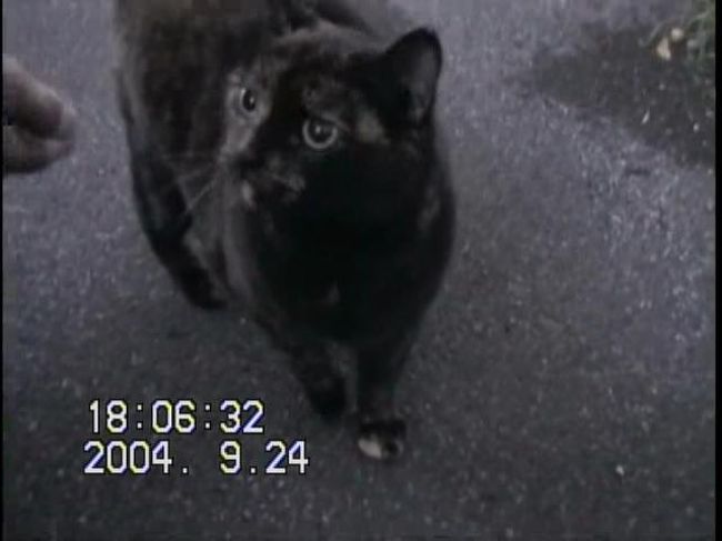 B&amp;Bの近くにも猫。<br /><br />なでて触って遊んでいたら飼い主が通りかかり、スモーキーという名前だと教えてくれた。<br /><br />