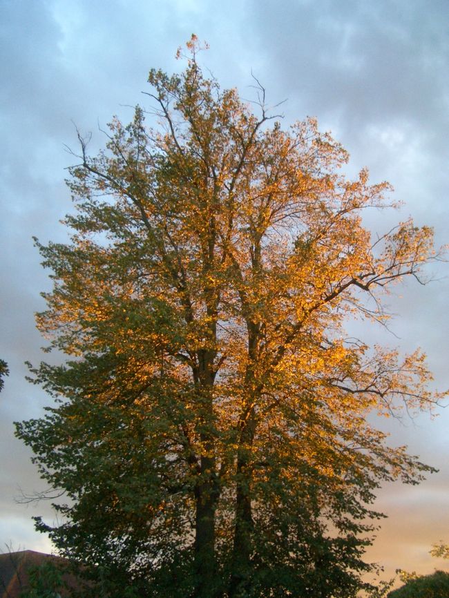 ライの町の夕暮れ。<br /><br />やっぱりヨーロッパの田舎はいいなぁ。<br /><br />